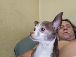 Reunited Female Dog last seen Par & Formosa in College Park, Orlando, FL 32804