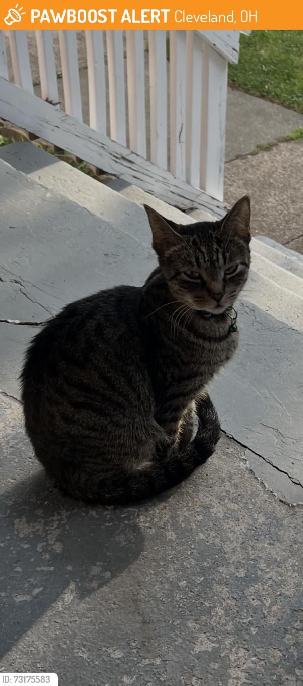 Found/Stray Female Cat last seen memphis ave, foundry concert club, Cleveland, OH 44109