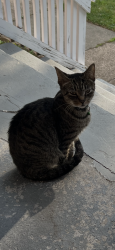 Found/Stray Female Cat last seen memphis ave, foundry concert club, Cleveland, OH 44109