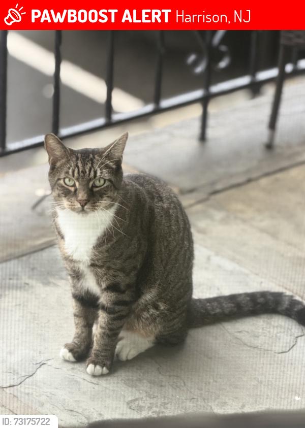 Lost Female Cat last seen Yepsy barber shop, Harrison, NJ 07029