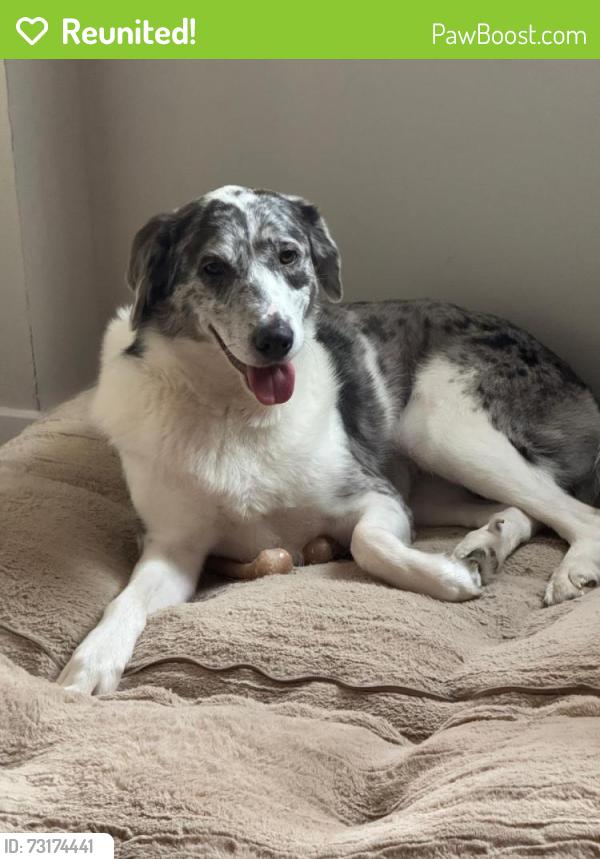 Reunited Female Dog last seen Kedvale and 56th St, Chicago, IL 60629