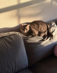 Lost Female Cat last seen Rolling river, San Antonio, TX 78249