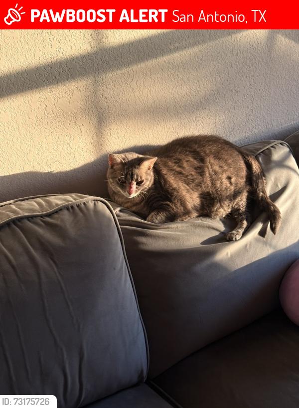 Lost Female Cat last seen Rolling river, San Antonio, TX 78249