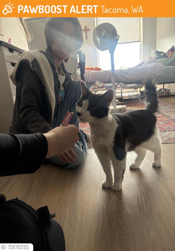 Found/Stray Unknown Cat last seen Downtown, Tacoma, WA 98402