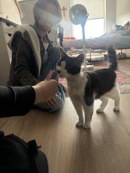 Found/Stray Unknown Cat last seen Downtown, Tacoma, WA 98402