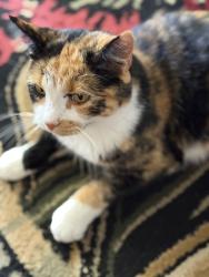 Lost Female Cat last seen Raintree Drive, Colorado Springs, CO 80925