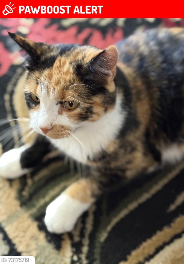 Lost Female Cat last seen Raintree Drive, Colorado Springs, CO 80925