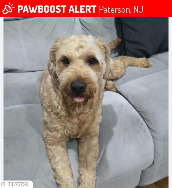 Lost Male Dog last seen Chamberlain Ave, Paterson, NJ 07502