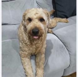 Lost Male Dog last seen Chamberlain Ave, Paterson, NJ 07502