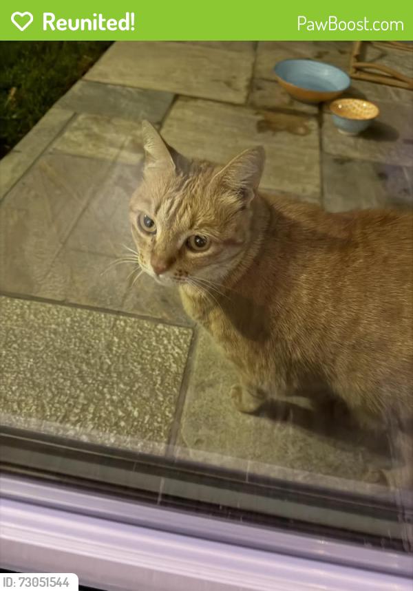 Reunited Unknown Cat last seen Shoreline, Santa Barbara, CA 93109