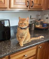 Lost Male Cat last seen Central Park, Murrieta, CA 92563