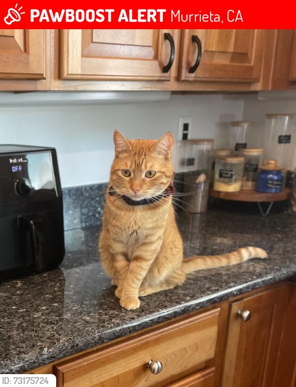 Lost Male Cat last seen Central Park, Murrieta, CA 92563