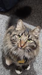 Reunited Female Cat last seen Near Barnwood Dr, Hazelwood, MO 63042, USA, Hazelwood, MO 63042