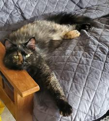 Lost Female Cat last seen Keller Rd, Tesson Ferry Township, MO 63128