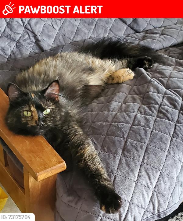 Lost Female Cat last seen Keller Rd, Tesson Ferry Township, MO 63128