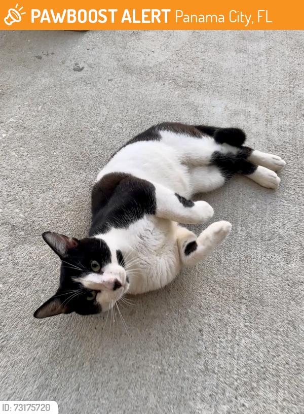Found/Stray Male Cat last seen Near Loblolly Way, Panama City, FL 32404, Panama City, FL 32404