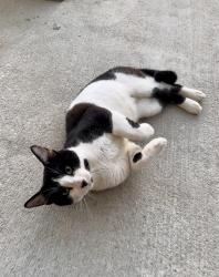 Found/Stray Male Cat last seen Near Loblolly Way, Panama City, FL 32404, Panama City, FL 32404