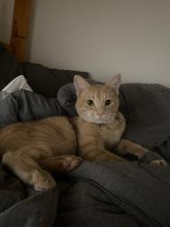 Lost Male Cat last seen Barn cat, last seen near cinnamon run rd, may have migrated, Beavercreek, OH 45434