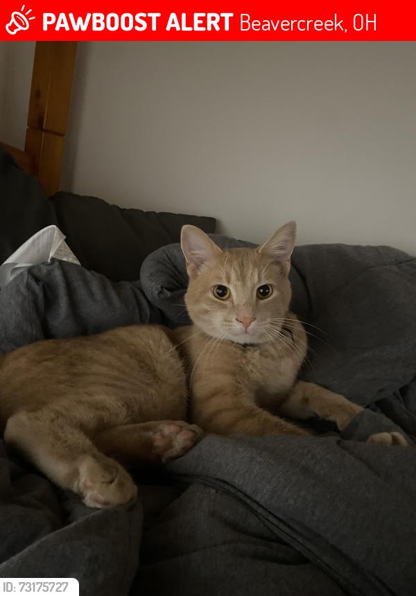 Lost Male Cat last seen Barn cat, last seen near cinnamon run rd, may have migrated, Beavercreek, OH 45434