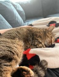 Reunited Female Cat last seen Kildare Dr, Greensboro, NC 27405