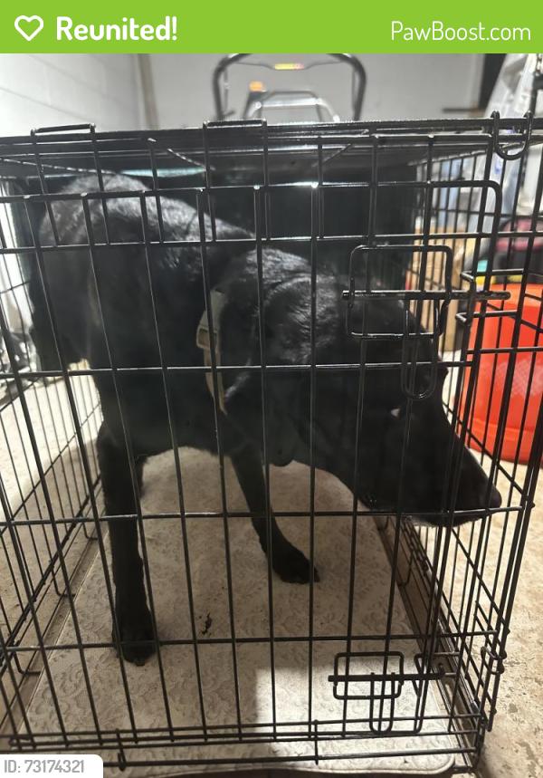 Reunited Male Dog last seen Sevierville Pike and East Red Bud, Knoxville, TN 37920