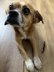 Found/Stray Male Dog last seen Davenport Rd, Dalton, GA 30719