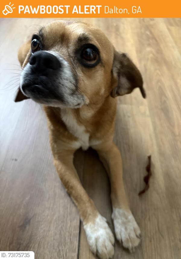 Found/Stray Male Dog last seen Davenport Rd, Dalton, GA 30719
