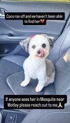 Reunited Female Dog last seen Motley & Oates Mesquite, TX, Mesquite, TX 75150