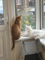 Reunited Male Cat last seen Primary school, Luton, England LU3 3EW