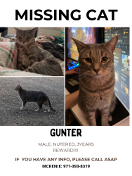 Lost Male Cat last seen Orient, Boring, OR 97009