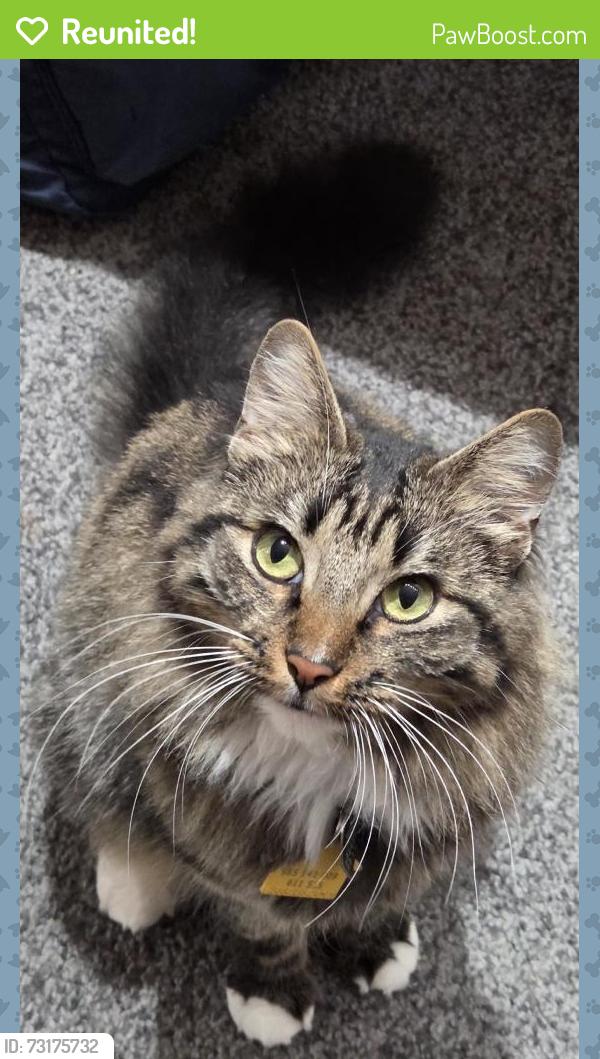 Reunited Female Cat last seen Near Barnwood Dr, Hazelwood, MO 63042, USA, Hazelwood, MO 63042