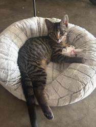 Found/Stray Male Cat last seen McDonald's at 119th and Roe, Leawood, KS 66209