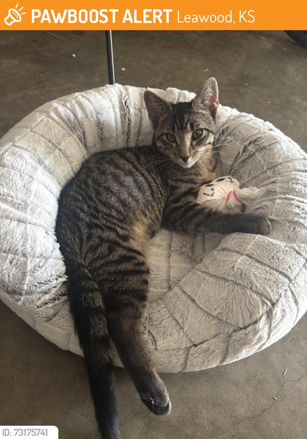 Found/Stray Male Cat last seen McDonald's at 119th and Roe, Leawood, KS 66209
