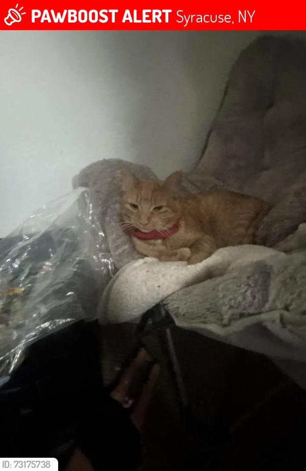 Lost Female Cat last seen Syracuse lacy drive, Syracuse, NY 13208