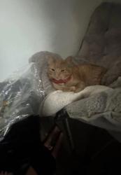 Lost Female Cat last seen Syracuse lacy drive, Syracuse, NY 13208