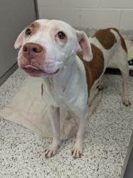 Shelter Stray Female Dog last seen Near Old Ferry Way, Roswell, GA, 1251 Fulton Industrial Blvd NW, Atlanta, GA 30336, USA