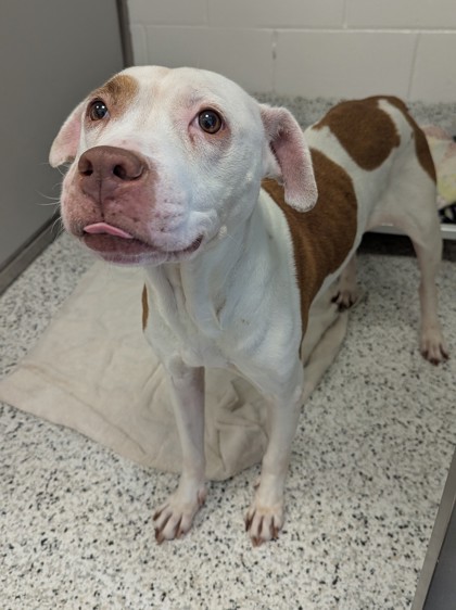 Shelter Stray Female Dog last seen Near Old Ferry Way, Roswell, GA, 1251 Fulton Industrial Blvd NW, Atlanta, GA 30336, USA