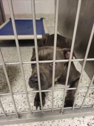 Shelter Stray Male Dog last seen Near hyacinth ave, Atlanta, GA, 1251 Fulton Industrial Blvd NW, Atlanta, GA 30336, USA