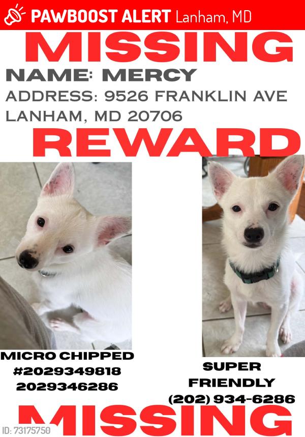 Lost Male Dog last seen Seabrook and franklin ave, Lanham, MD 20706