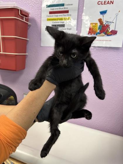Shelter Stray Male Cat last seen Near Porpoise, CITY of El Paso, TX, 5001 Fred Wilson Ave, El Paso, TX 79906, USA