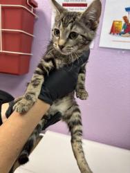 Shelter Stray Female Cat last seen Near nike ln, CITY of El Paso, TX, 5001 Fred Wilson Ave, El Paso, TX 79906, USA
