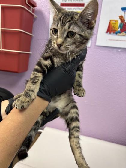 Shelter Stray Female Cat last seen Near nike ln, CITY of El Paso, TX, 5001 Fred Wilson Ave, El Paso, TX 79906, USA