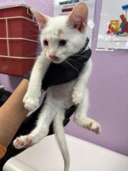 Shelter Stray Male Cat last seen Near LAKE CANDLEWOOD CT, COUNTY of El Paso, TX, 5001 Fred Wilson Ave, El Paso, TX 79906, USA