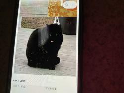 Lost Female Cat last seen East main and ward street, Stratford, CT 06614