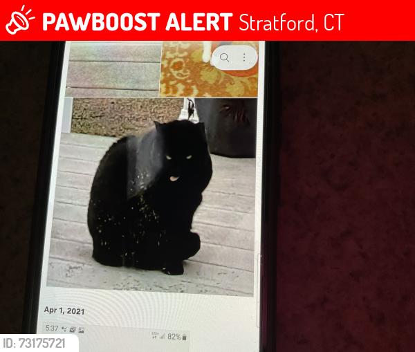 Lost Female Cat last seen East main and ward street, Stratford, CT 06614