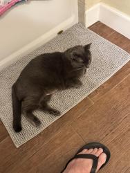Lost Unknown Cat last seen Harshaw Lake St. Petersburg, St. Petersburg, FL 33713