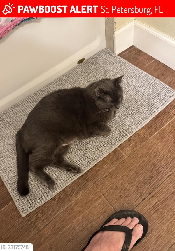 Lost Unknown Cat last seen Harshaw Lake St. Petersburg, St. Petersburg, FL 33713