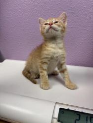 Shelter Stray Male Cat last seen Near LAKE CANDLEWOOD CT, COUNTY of El Paso, TX, 5001 Fred Wilson Ave, El Paso, TX 79906, USA