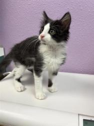 Shelter Stray Female Cat last seen Near SOUTH SCHUTZ, CITY of El Paso, TX, 5001 Fred Wilson Ave, El Paso, TX 79906, USA