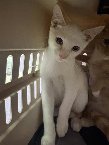 Shelter Stray Male Cat last seen Near VAN GOGH DR, EL PASO, TX, 79936, CITY of El Paso, TX, 5001 Fred Wilson Ave, El Paso, TX 79906, USA